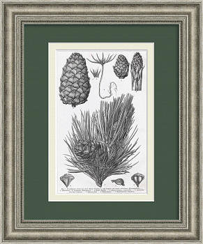 Pinus cembra - европейская сосна, шишки с орешками Pinus cembra - европейская сосна, шишки с орешками