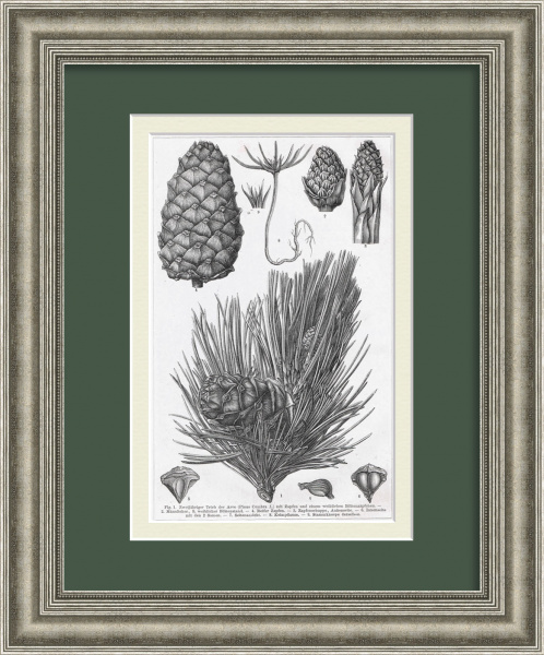 Pinus cembra - европейская сосна, шишки с орешками Pinus cembra - европейская сосна, шишки с орешками