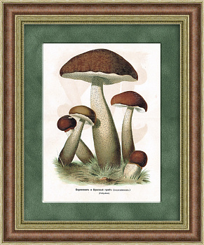 Березовик и красный гриб (подосиновик). Старинная хромолитография