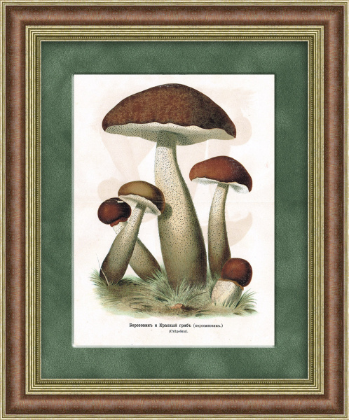 Березовик и красный гриб (подосиновик). Старинная хромолитография