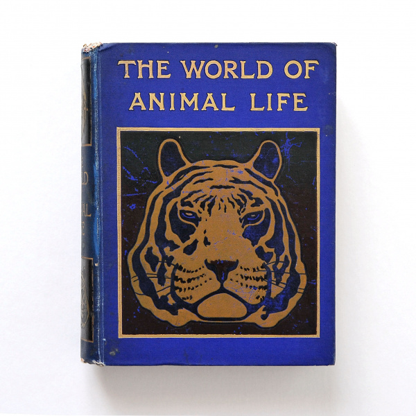 Животный мир, старинная книга с иллюстрациями на английском язык