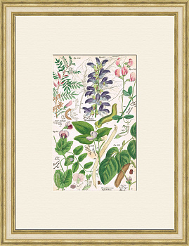 Цветы бобовых растений, редкая антикварная гравюра Цветы бобовых растений, редкая антикварная гравюра