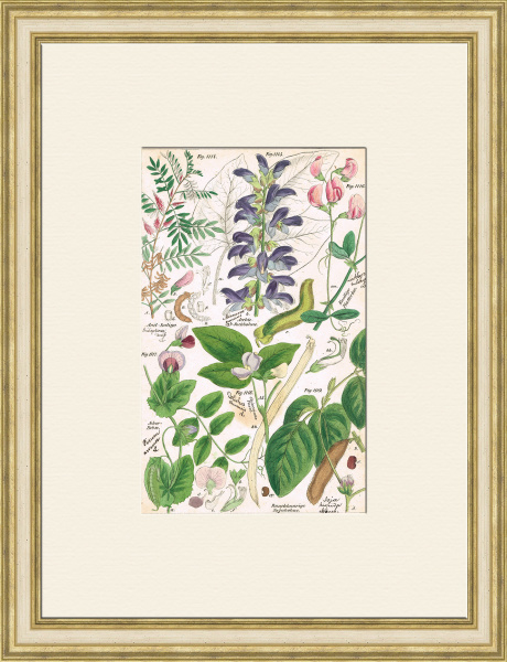 Цветы бобовых растений, редкая антикварная гравюра Цветы бобовых растений, редкая антикварная гравюра