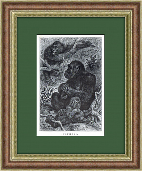 Горилла с детенышем. Зоологическая литография в раме