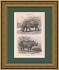 Индийский и двурогий носорог. Старинная литография конца 19 века