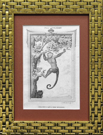 Бурый капуцин, гравюра на меди от 1785 г.