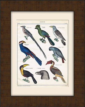 Птица-мышь, исполинская кукушка, птица-носорог и другие диковинные птицы. Яркая гравюра 19 века с ручной раскраской