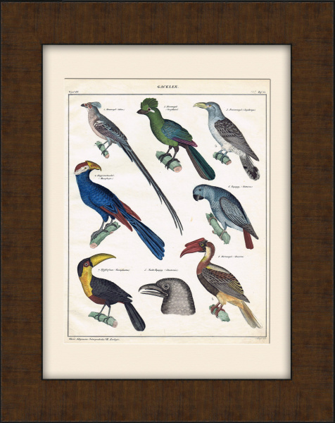 Птица-мышь, исполинская кукушка, птица-носорог и другие диковинные птицы. Яркая гравюра 19 века с ручной раскраской