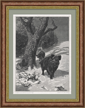 Кабаны в зимнем лесу. Антикварная ксилография в раме
