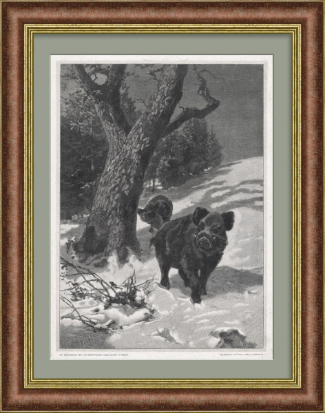 Кабаны в зимнем лесу. Антикварная ксилография в раме