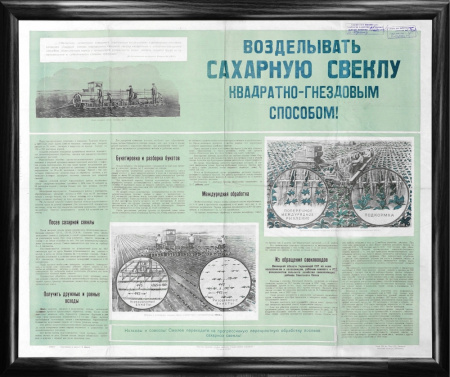 Возделывать сахарную свеклу квадратно-гнездовым способом!, сельскохозяйственный агитплакат времен Н.С. Хрущева, 1959 г.