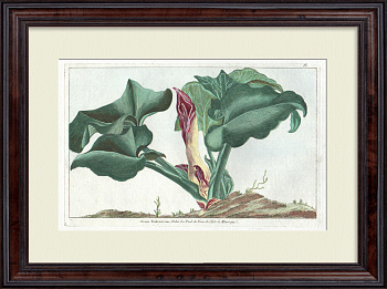 Аронник - телячья нога. Большая, редкая гравюра 18 века