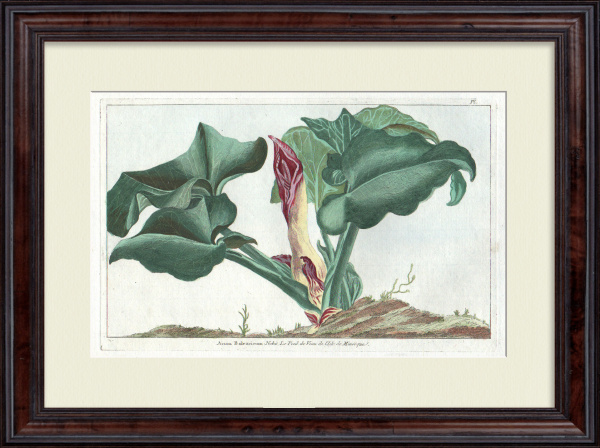 Аронник - телячья нога. Большая, редкая гравюра 18 века