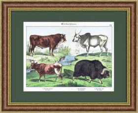 Корова с быком, овцебык и зебу. Цветная немецкая литография 19 века