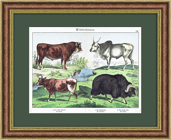 Корова с быком, овцебык и зебу. Цветная немецкая литография 19 века
