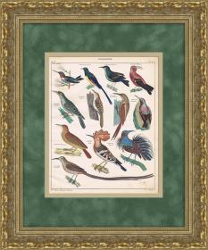 Удод, нектарница, райская птица, древолаз и др. Редкая гравюра середины 19 века