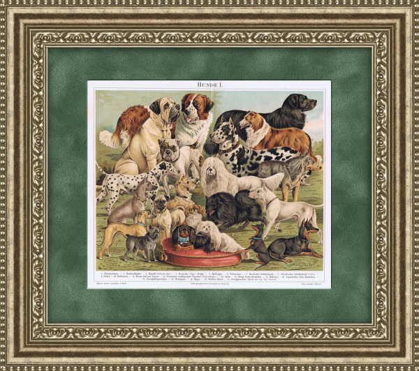 Породы служебных и декоративных собак. Антикварная литография в раме, 1895 год