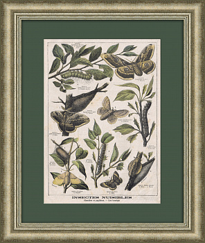 Бабочки, мотыльки и гусеницы. Антикварная литография