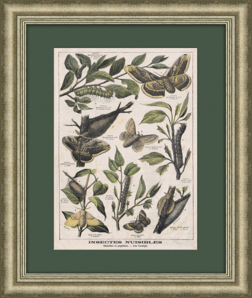 Бабочки, мотыльки и гусеницы. Антикварная литография Бабочки, мотыльки и гусеницы. Антикварная литография