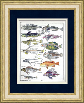 Рыбы семейства Бычки: бычок, рыба-зебра, морской окунь. Уникальная гравюра 19 века