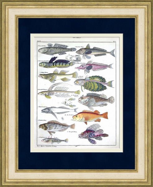 Рыбы семейства Бычки: бычок, рыба-зебра, морской окунь. Уникальная гравюра 19 века Рыбы семейства Бычки: бычок, рыба-зебра, морской окунь. Уникальная гравюра 19 века