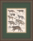 Ягуар, мангуст, большеухая лисица и др. Гравюра с акварельной раскраской, раритет