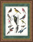 Гренадерка, дятлы, лазоревка, чиж и другие птицы на гравюре 19 века