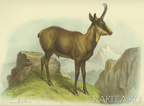 Серна. Цветная литография