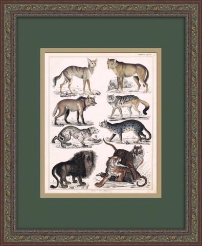 Тигр, лев, пампасская кошка, золотой волк и др. Гравюра с акварельной раскраской, раритет