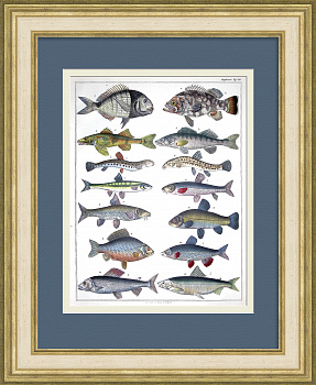 Виды рыб: карась, сиг, пескарь, судак. Старинная, редкая гравюра