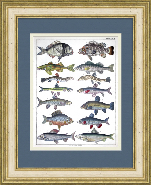 Виды рыб: карась, сиг, пескарь, судак. Старинная, редкая гравюра