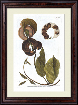 Вьющаяся сирень. Большая, редкая гравюра 18 века