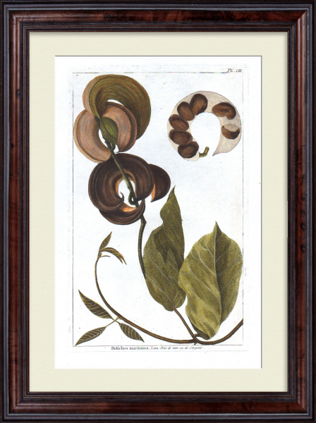 Вьющаяся сирень. Большая, редкая гравюра 18 века