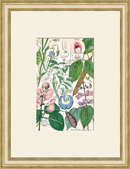 Цветы бобов и декоративных растений, старинная гравюра 19 века Цветы бобов и декоративных растений, старинная гравюра 19 века