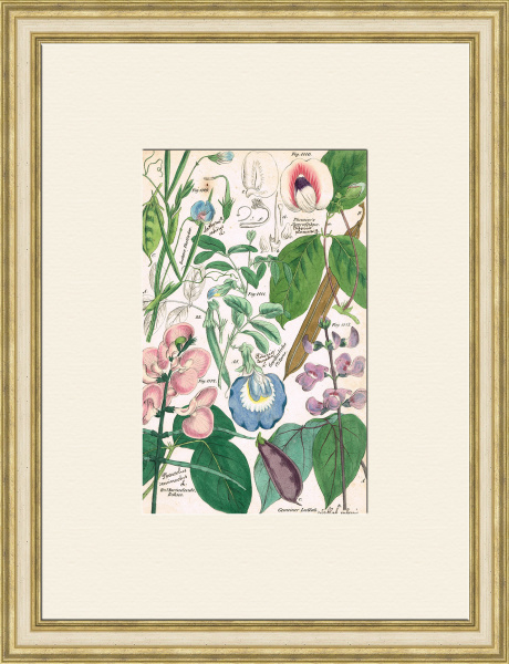 Цветы бобов и декоративных растений, старинная гравюра 19 века Цветы бобов и декоративных растений, старинная гравюра 19 века