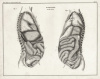 анатомия человека: внутренние органы, вид спереди и вид сбоку",  антикварные гравюры 1843 года