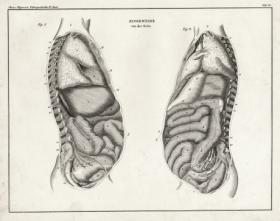 Анатомия человека: внутренние органы, вид спереди и вид сбоку",  антикварные гравюры 1843 года