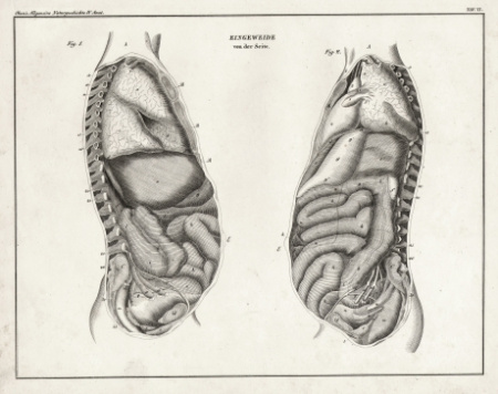 анатомия человека: внутренние органы, вид спереди и вид сбоку",  антикварные гравюры 1843 года