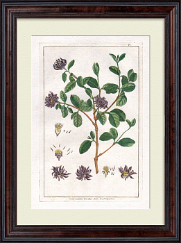 Чашецветник. Большая, редкая гравюра 18 века