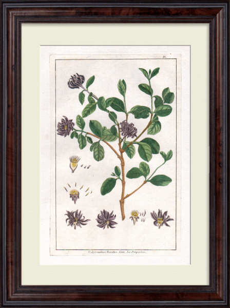 Чашецветник. Большая, редкая гравюра 18 века