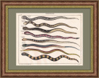 Змея-василиск, куфия, мадагаскарский уж и др. Гравюра 1853 года