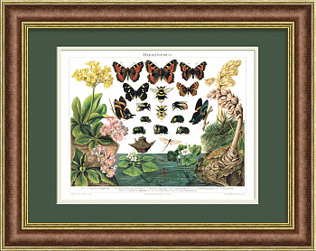 Бабочки, жуки и цветы. Антикварная хромолитография 