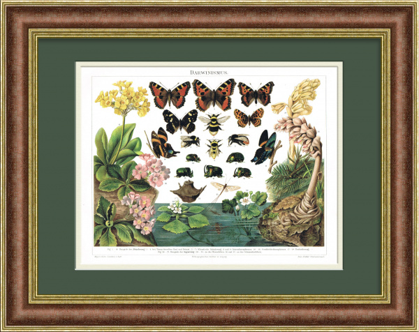 Бабочки, жуки и цветы. Антикварная хромолитография 