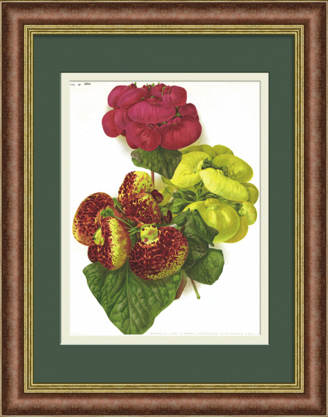 Кальцеолярия цветущая. Хромолитография 19 века