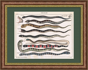 Змеи на гравюре 19 века