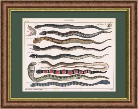 Кобра, аспиды и другие змеи на гравюре 19 века