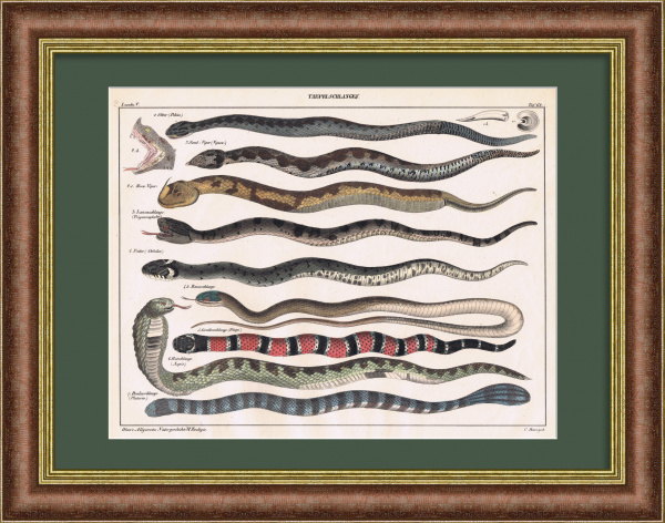 Змеи на гравюре 19 века