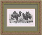 Верблюды. Литография 19 века