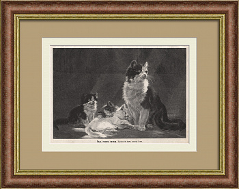 Кошка с котятами. Старинная дореволюционная гравюра