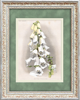 Наперстянка. Цветная литография 19 века